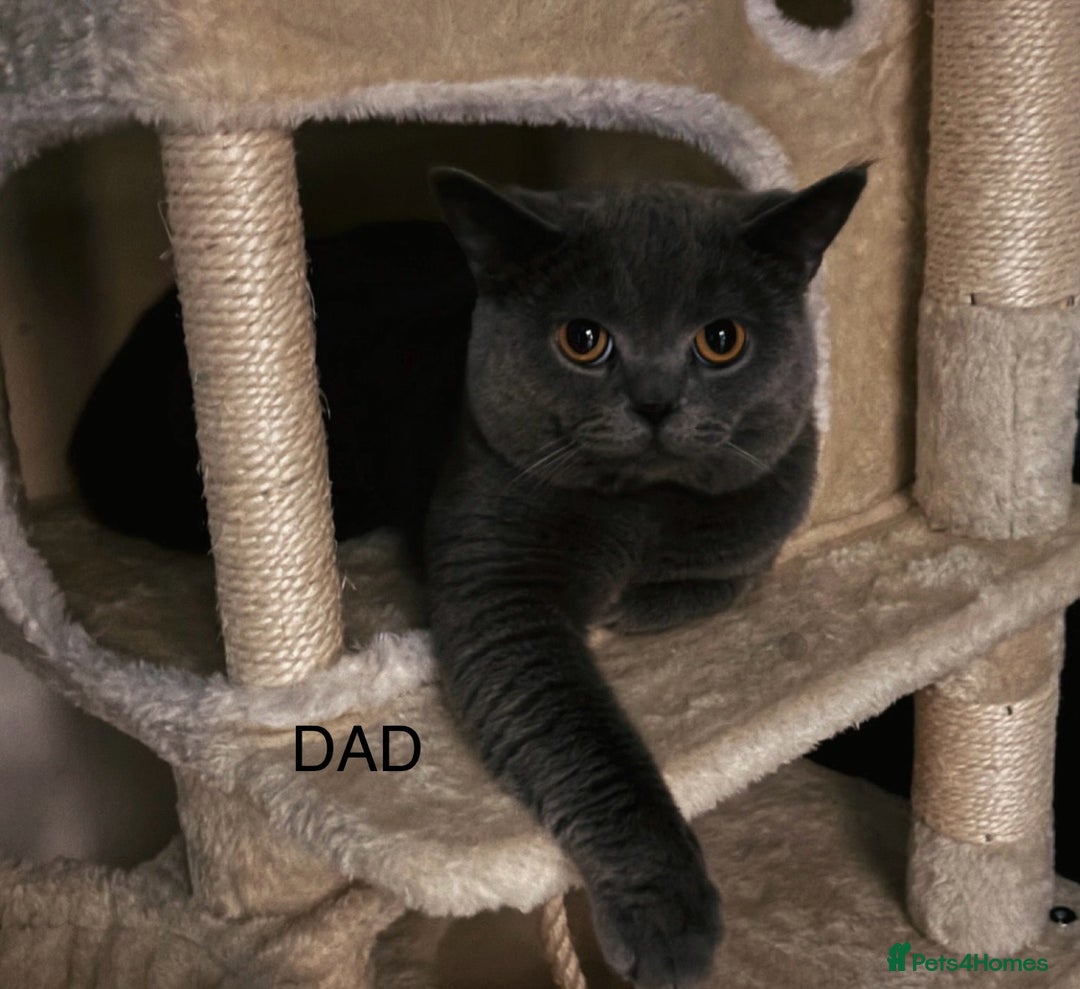 British Shorthair cats for sale: British short haired kittens - 07518744823 - Image 8