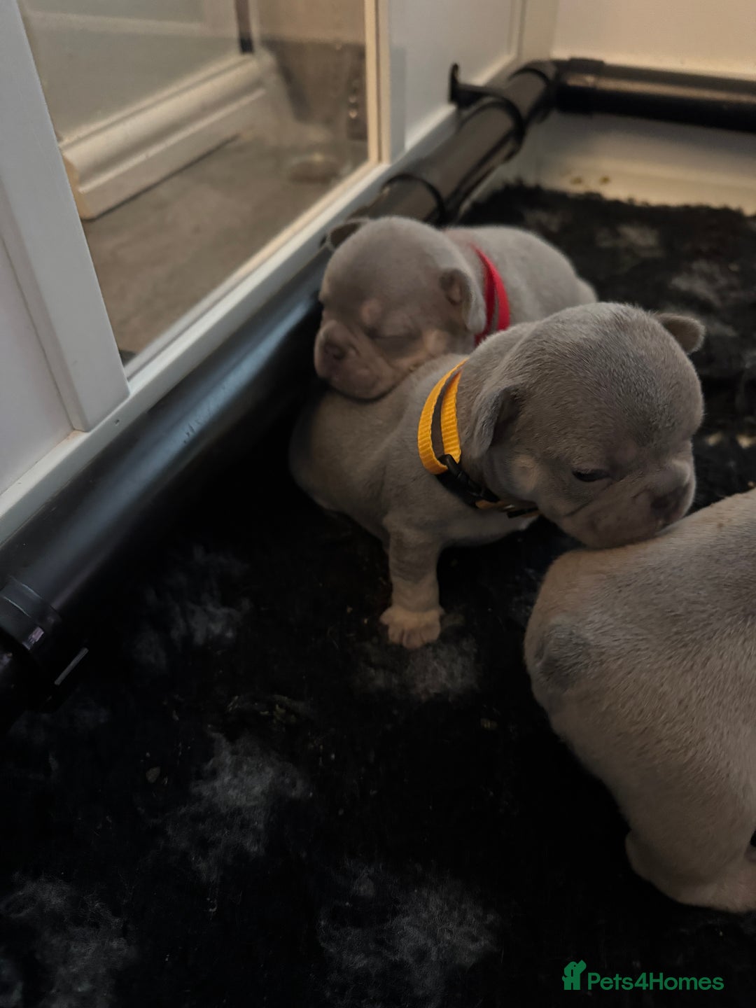 French Bulldog dogs for sale: French bulldog puppies - Image 12