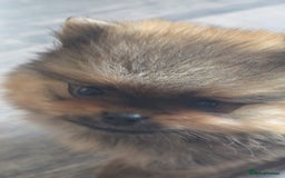 Pomeranian dogs for sale: 2 POMERANIAN BOYS READY TO LEAVE  in Bargoed - Image 5