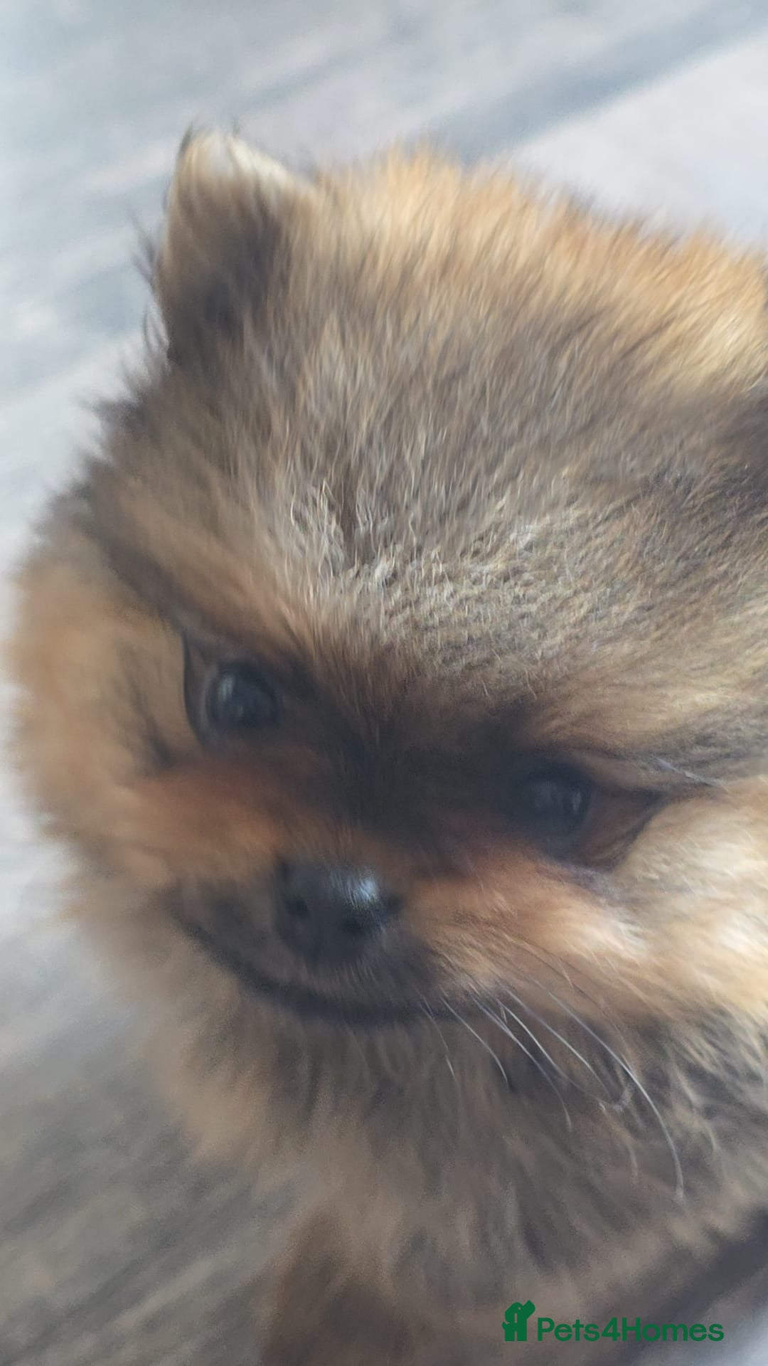 Pomeranian dogs for sale: 2 POMERANIAN BOYS READY TO LEAVE  in Bargoed - Image 5