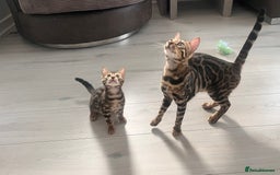 Bengal cats for sale: Stunning full pedigree bengal kittens *READY*  - Image 8
