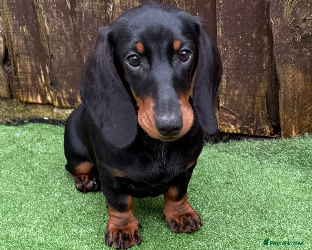Dachshund dogs for sale: Ruby  - Image 5
