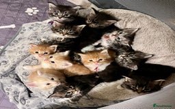 Maine Coon cats for sale: Maine coon kitten  - Image 1