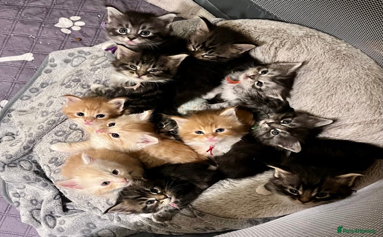 Maine Coon cats - Advert 3