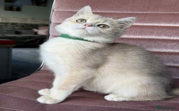 British Shorthair cats for sale: Stunning BSH golden/silver Kittens TICA - Advert 28