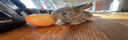 Mini Lop rabbits for sale: 4 baby mini lops ☀️🍓 - Advert 5