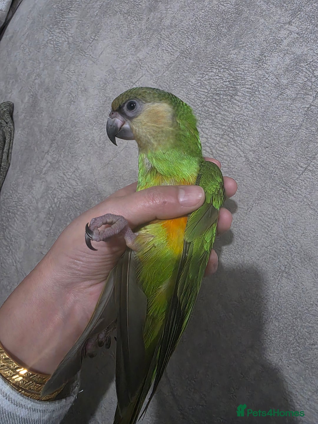 Parrots birds for sale: Senegal parrot - Advert 2