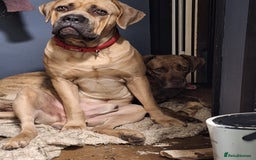 Mixed Breed dogs for sale: Cane corso mixed (ghost) - Image 5