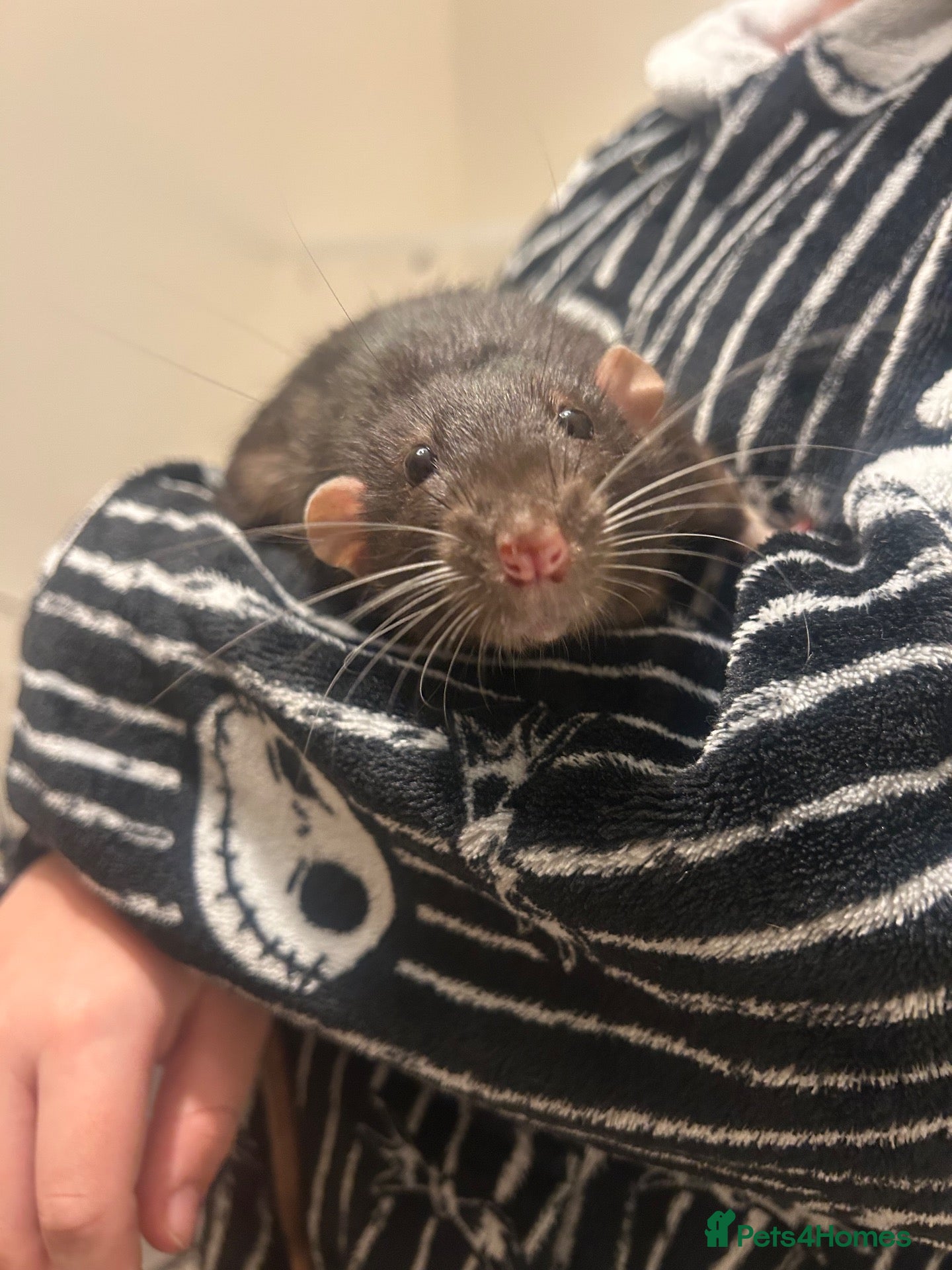 Rat rodents Two male rats with full set up 🙂 - Advert 1