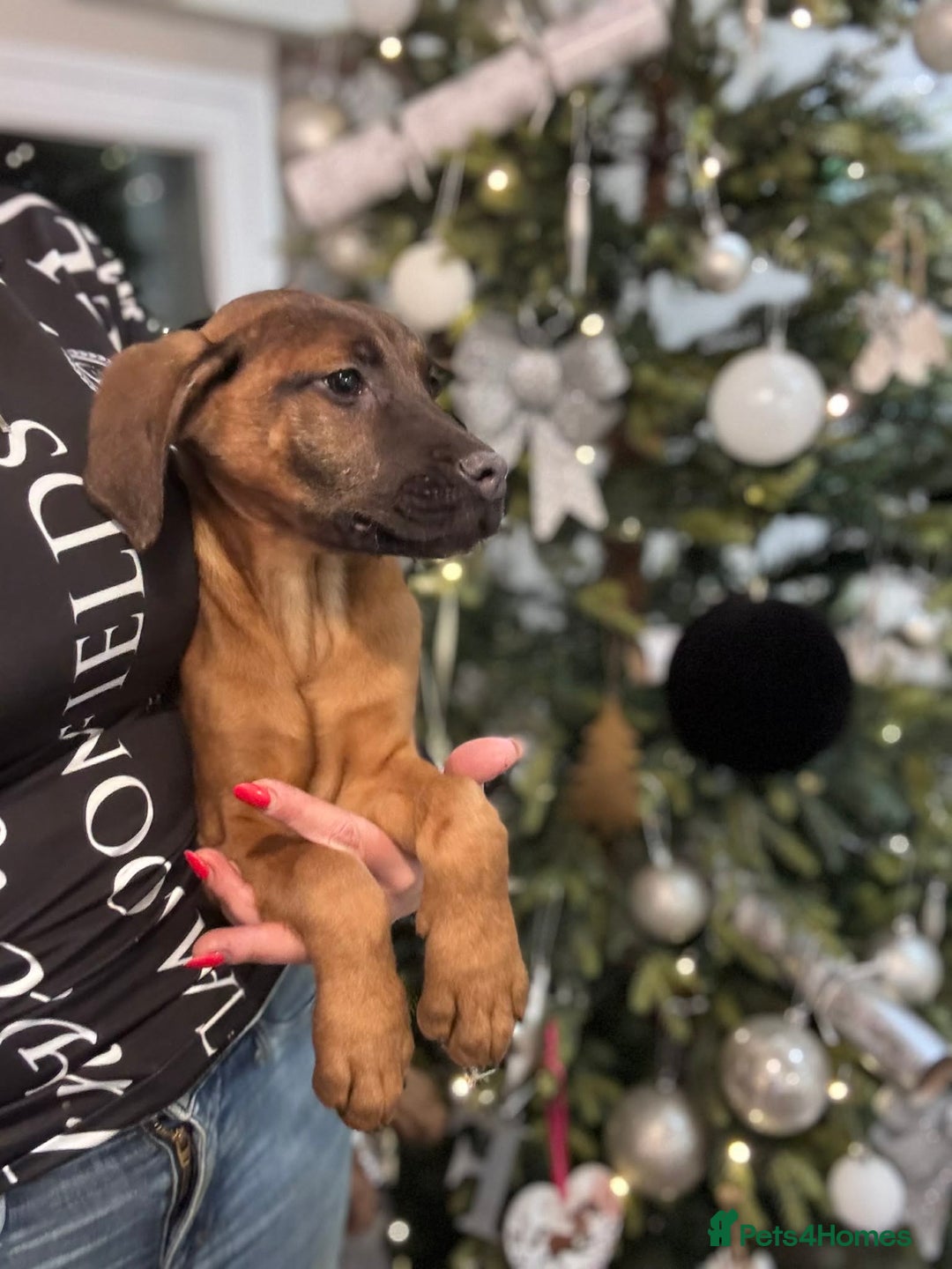 Mixed Breed dogs for sale: Beautiful Dobermann  ** tiff Pups - Advert 5