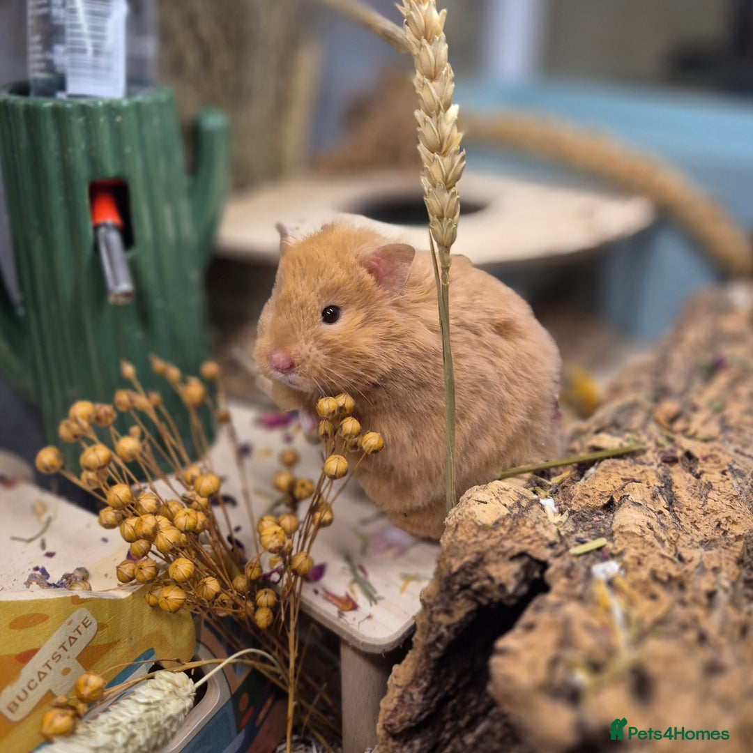 Hamster rodents for sale: 9 month old long haired female syrian hamster  - Image 2