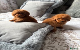 Toy Poodle dogs for sale: Deep Red Toy Poodles - Image 2