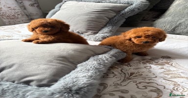 Toy Poodle dogs - Advert 6