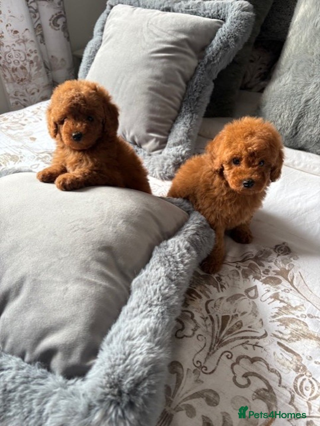 Toy Poodle dogs for sale: Deep Red Toy Poodles - Image 2