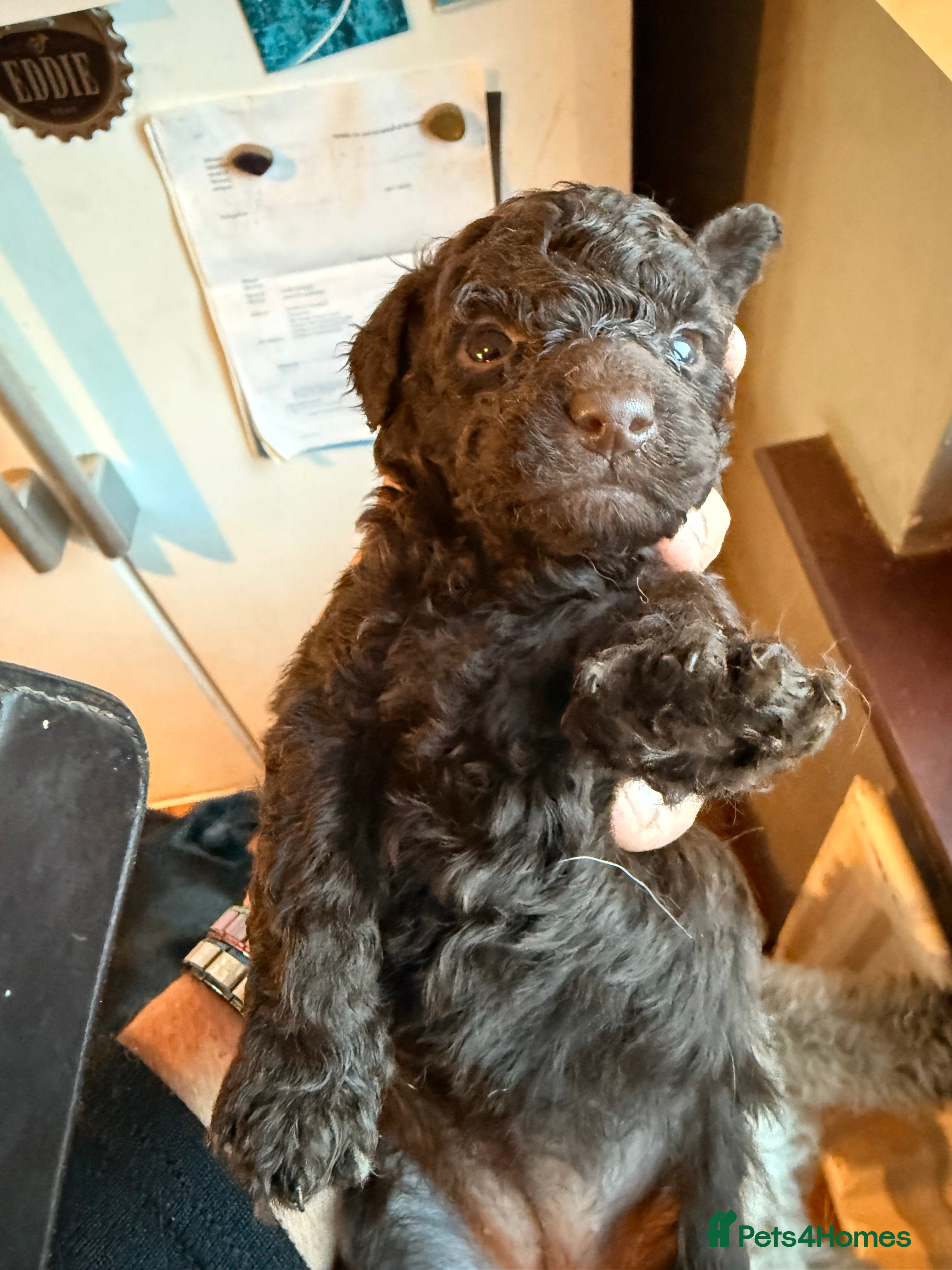 Miniature Poodle dogs Beautiful choc Merle poodle pups - Advert 2