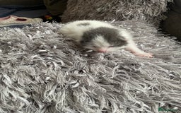 Mixed Breed cats for sale: We are all looking for homes soon - Image 2