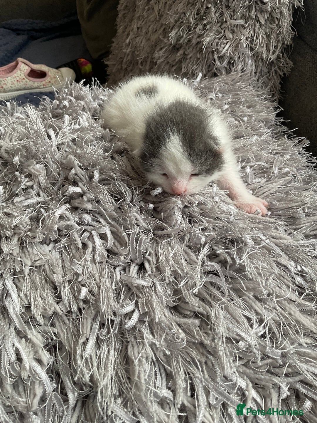 Mixed Breed cats for sale: We are all looking for homes soon - Image 2