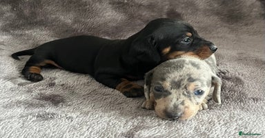 Miniature Dachshund dogs - Advert 4