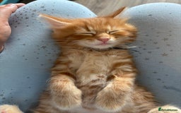 Mixed Breed cats for sale: 🐱 Handsome little boy kittens 💙 - Image 7