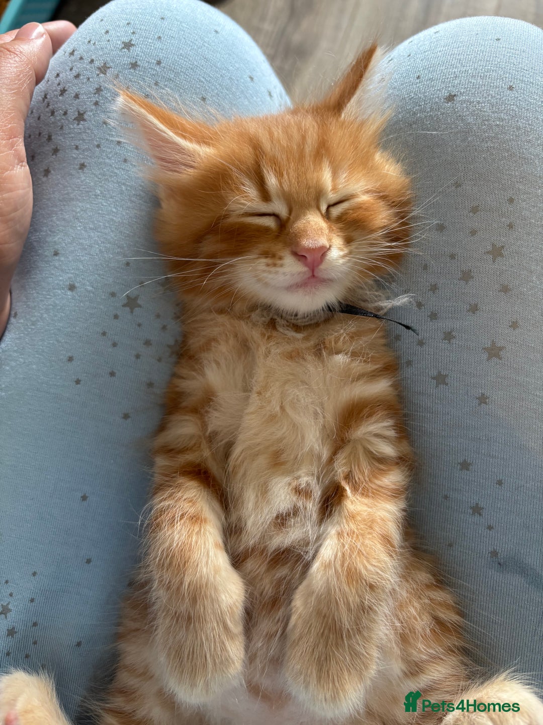 Mixed Breed cats for sale: 🐱 Handsome little boy kittens 💙 - Image 7