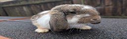 French Lop rabbits for sale: Beautiful Agouti Butterfly French Lop Girl Rabbit - Advert 3