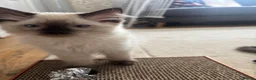 Ragdoll cats for sale: Purebred Ragdoll Boys  in St Albans - Advert 9