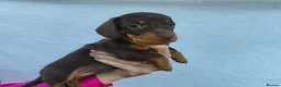 Miniature Dachshund dogs for sale: Super small miniature dachshund kc - Advert 14