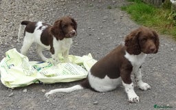 English Springer Spaniel dogs for sale: Two Gorgeous Boy English Springer Spaniel Puppies  - Image 15