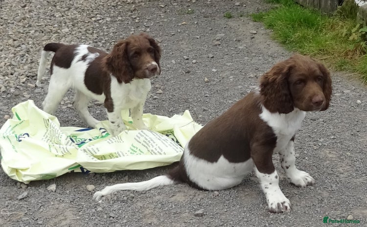 English Springer Spaniel dogs - Advert 6