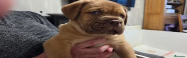 Dogue De Bordeaux Puppy 4 - Black
