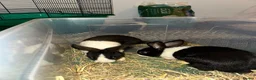Dutch rabbits for sale: Black and white Dutch doe 9 weeks old in Burnley - Advert 10