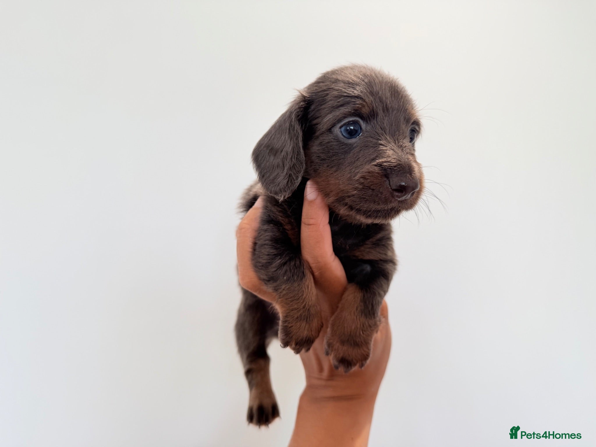 Miniature Dachshund dogs KC short haired and long haired puppies  - Advert 2