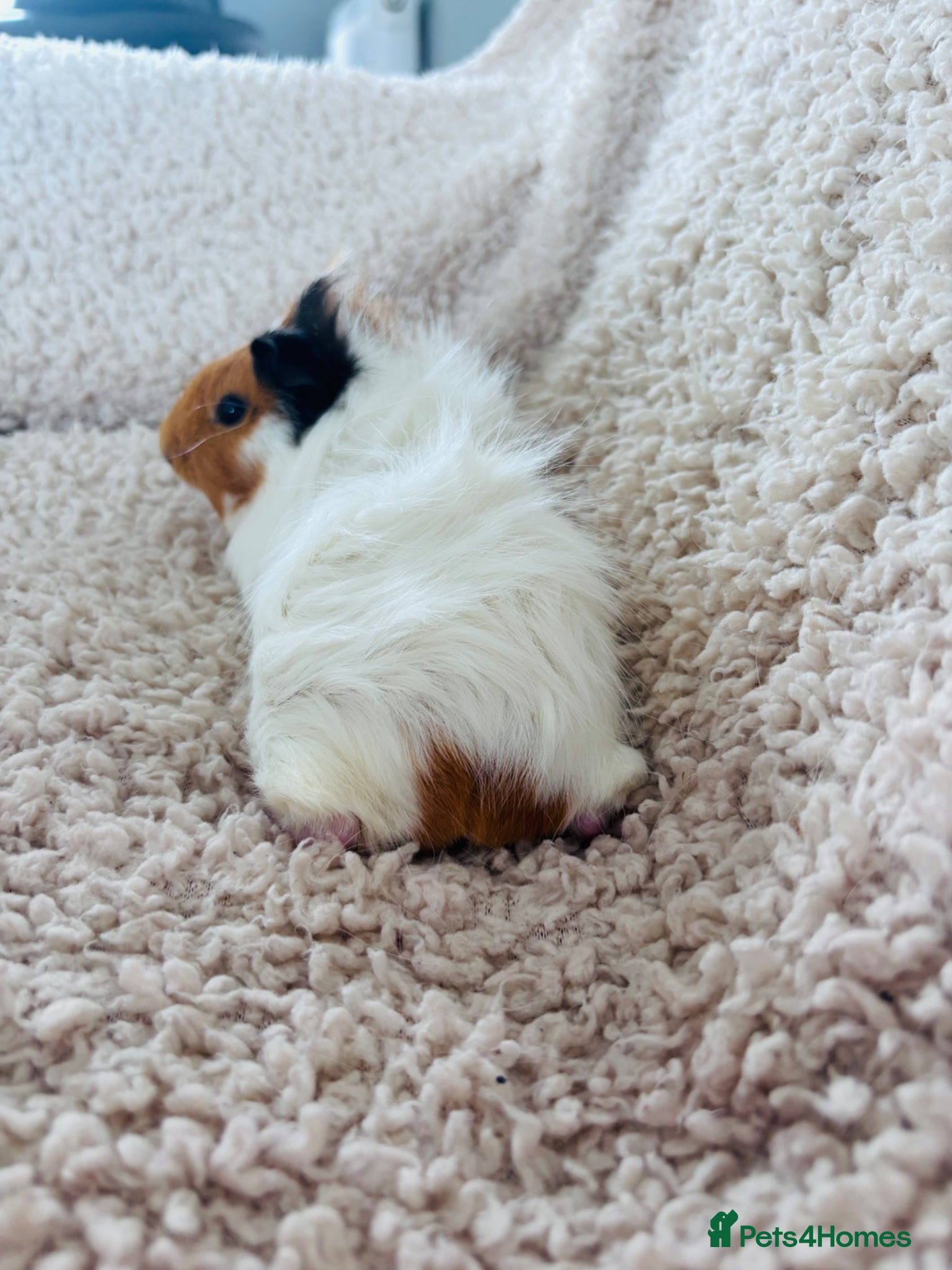 Guinea Pig rodents for sale: One Female Guinea pig  in Mansfield - Advert 5