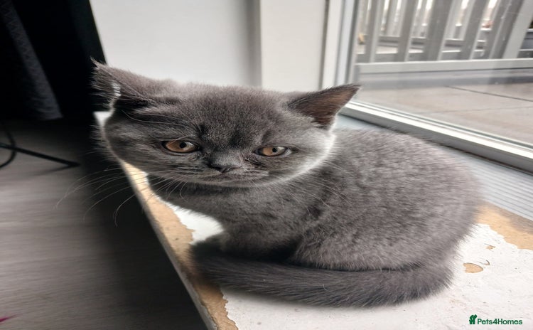 British Shorthair cats 🏡 Pedigree British Shorthair Kittens  🐾 - Advert 10