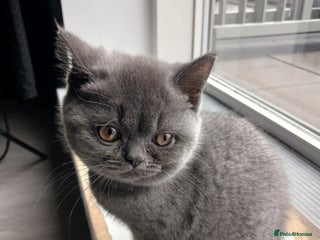 British Shorthair cats 🏡 Pedigree British Shorthair Kittens 🐾 - Advert 1