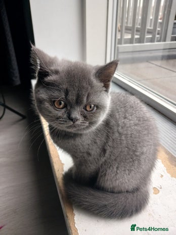British Shorthair cats 🏡 Pedigree British Shorthair Kittens 🐾 - Advert 10