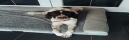 English Springer Spaniel dogs for sale: 14 Week Old Female Springer Spaniel  - Advert 2