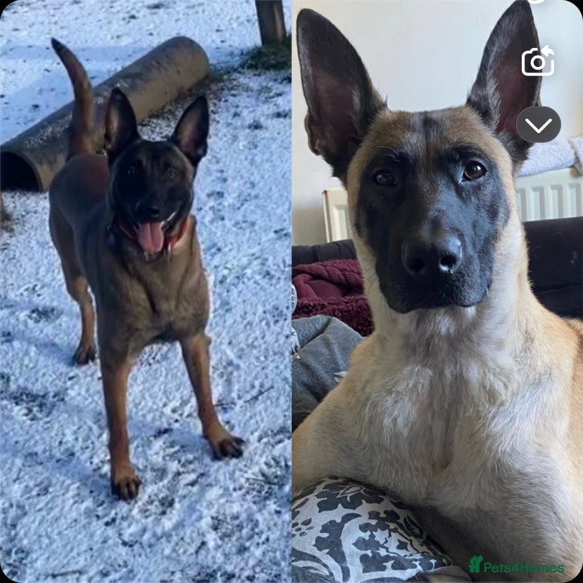 Belgian Shepherd Dog dogs Belgian malinois pups  - Advert 7