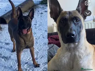 Belgian Shepherd Dog dogs Belgian malinois pups - Advert 7