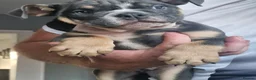English Bulldog dogs for sale: READY TO LEAVE KC REG BLUE TRI ENGLISH BULLDOGS  - Advert 16