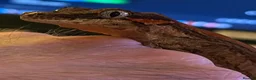 Gecko reptiles for sale: Gargoyle Gecko  - Advert 2