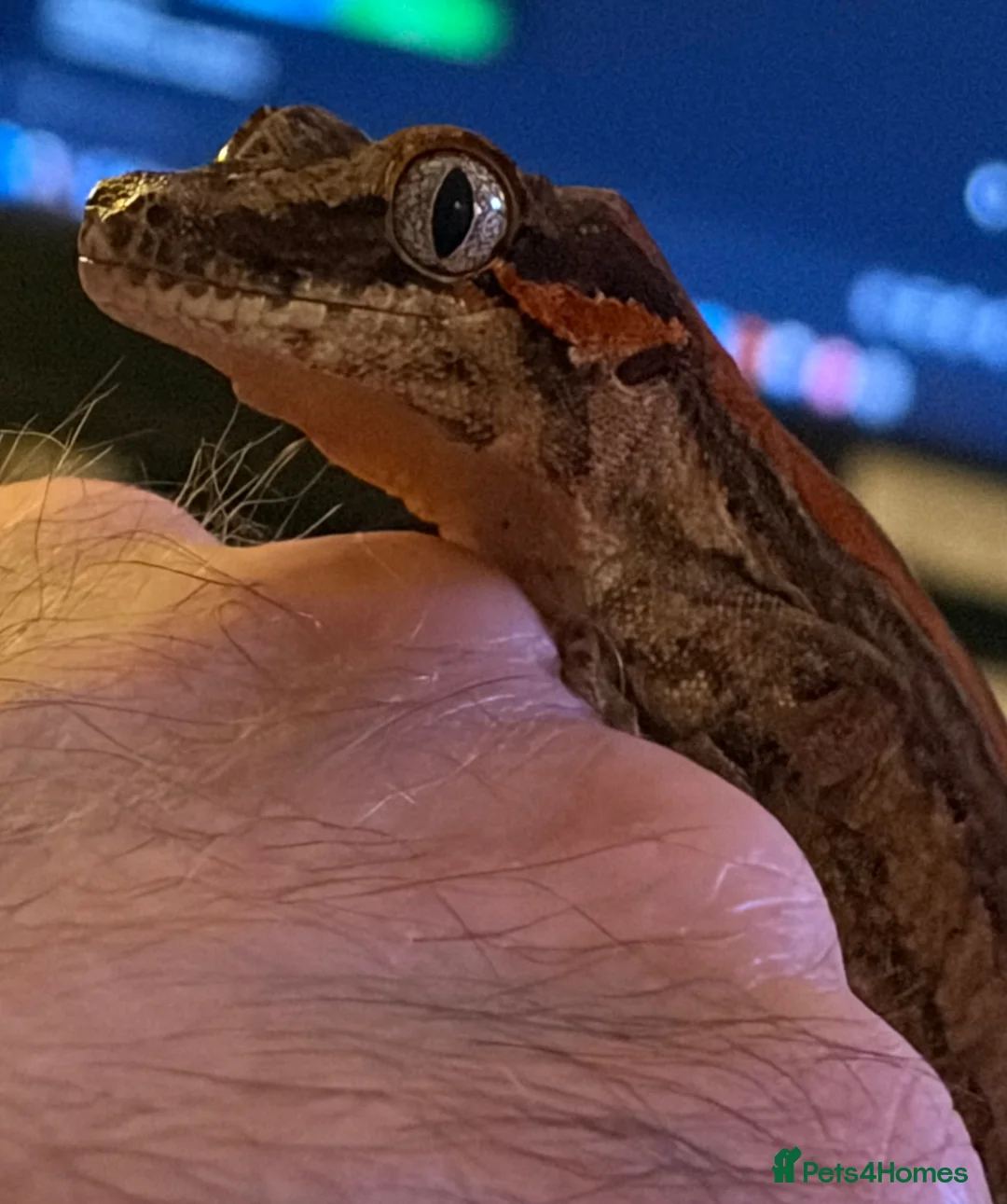 Gecko reptiles for sale: Gargoyle Gecko  - Advert 2