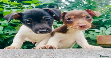 Jack Russell dogs - Advert 1