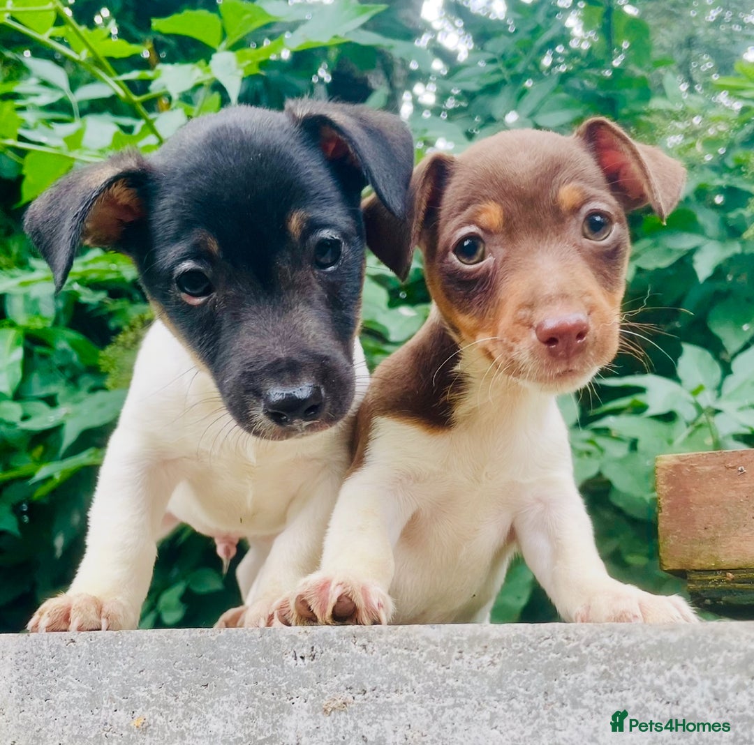 Jack Russell dogs for sale: Beautiful short legged Jack Russell babies  - Image 1