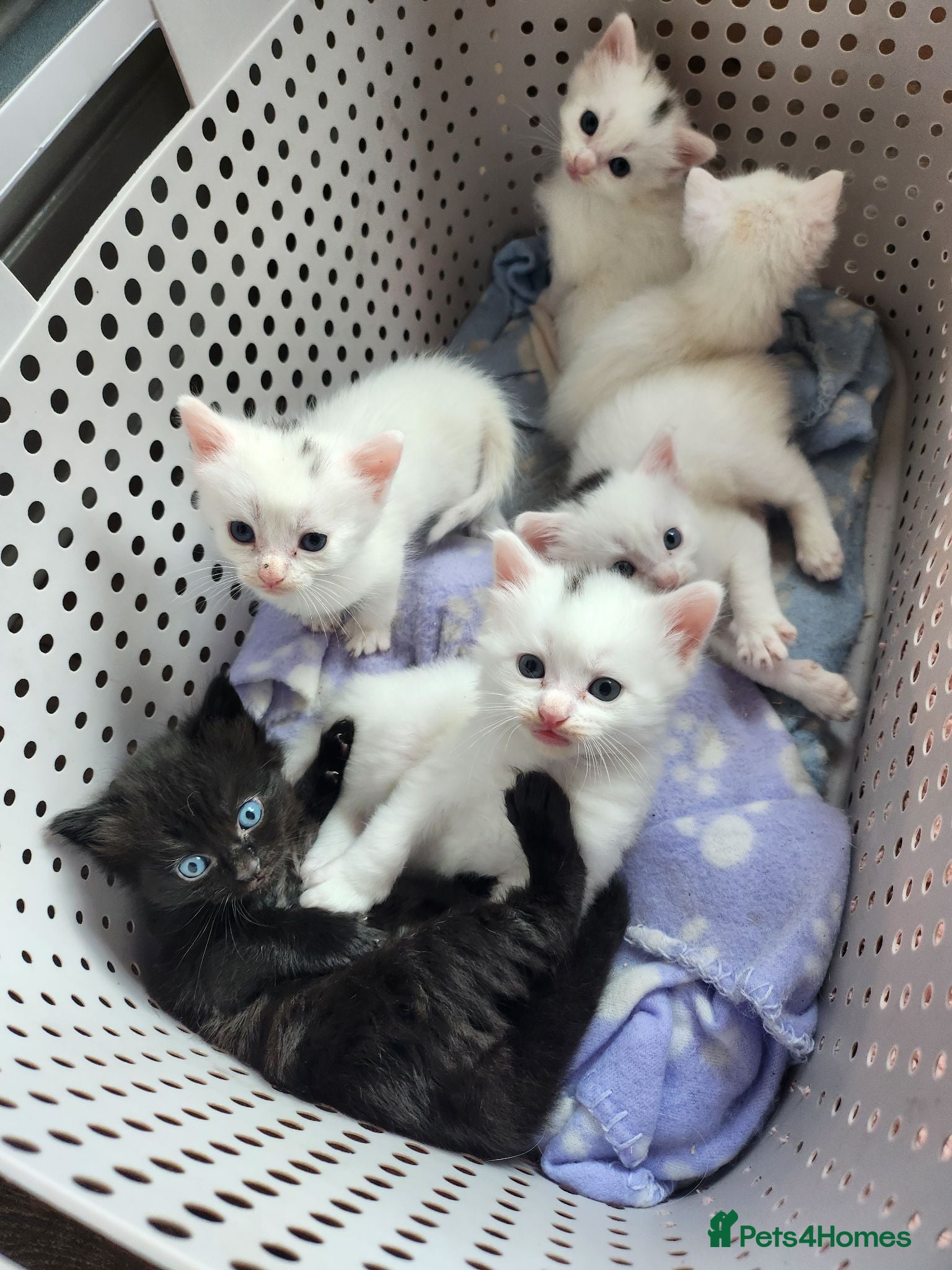 Mixed Breed cats Khao Manee mix kittens for sale  - Advert 5
