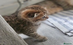 Scottish Fold cats for sale: Full TICA reg Scottish fold ready now london  - Image 9
