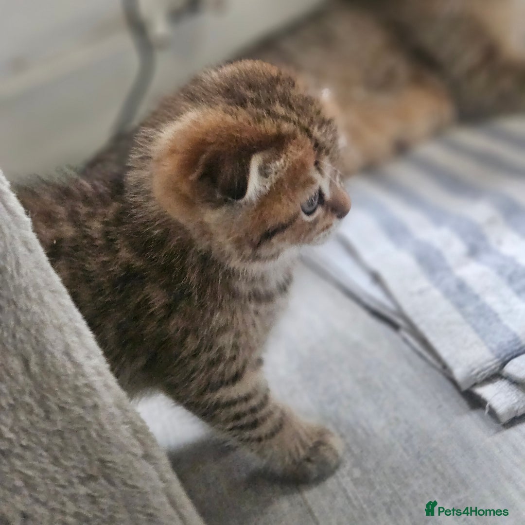 Scottish Fold cats for sale: Full TICA reg Scottish fold ready now london  - Image 9
