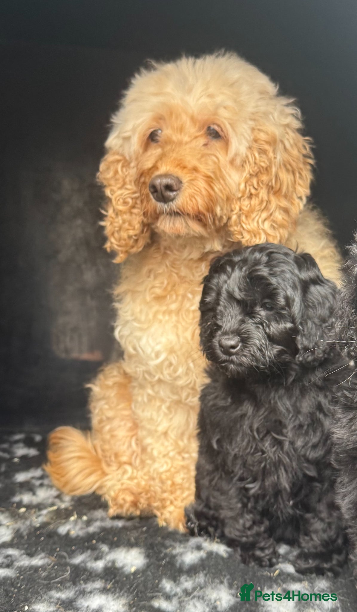 Cockapoo dogs Stunning Cockapoo Puppies: Merle Apricot and Black - Advert 1