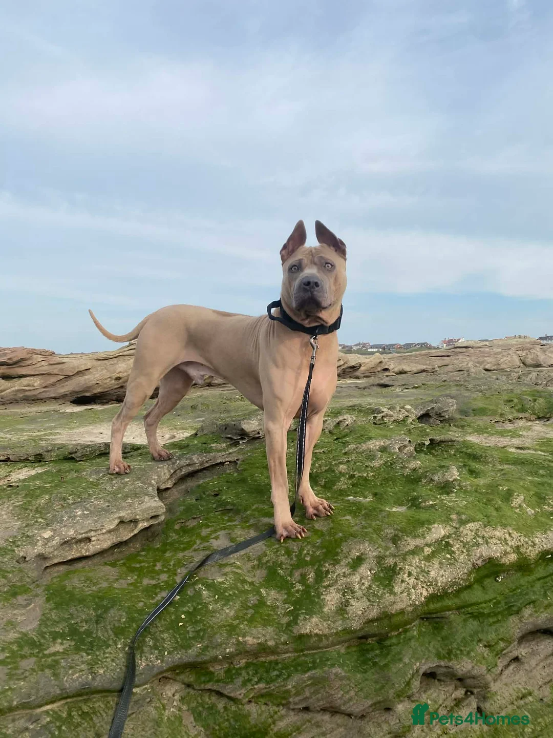 Thai Ridgeback dogs for sale: (New pictures)Thai Ridgeback puppy’s 🏆 - Advert 2