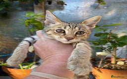 Savannah cats for sale: PDGREE BROWN SPOT  LOVIN SAVANNAH GIRL F5SBT - Image 12